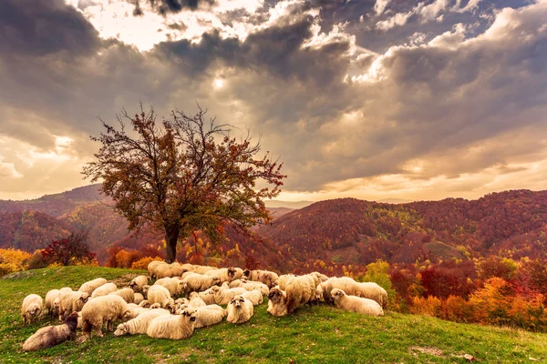 Koyun ağaç ve dramatik gökyüzü altında — Stok fotoğraf