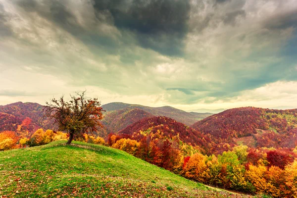 Farbenfrohe Herbstlandschaft in den Karpaten — Stockfoto