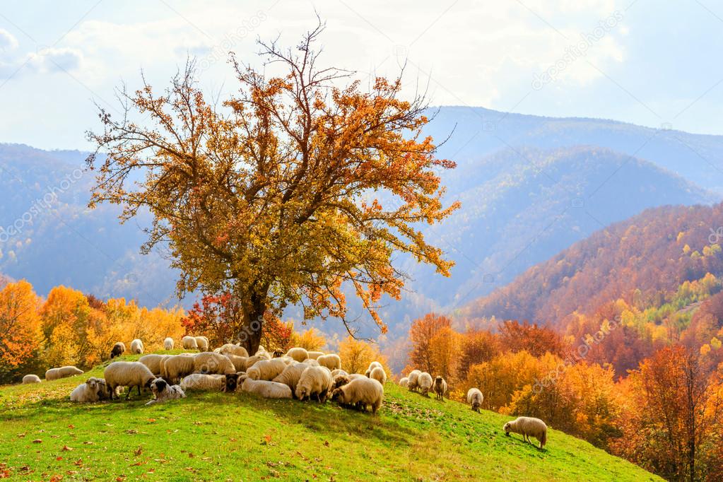 Sheep under the tree in Transylvania