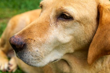 gele labrador retriever