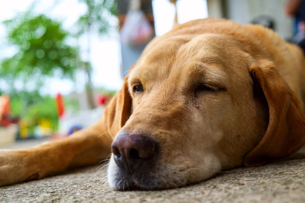 Sárga labrador Vizsla — Stock Fotó