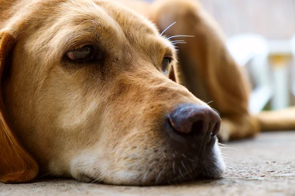 Labrador amarelo retriever — Fotografia de Stock