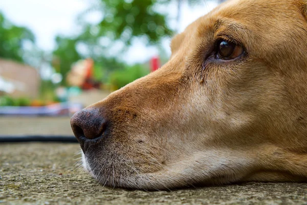 Žlutý labrador retriever — Stock fotografie