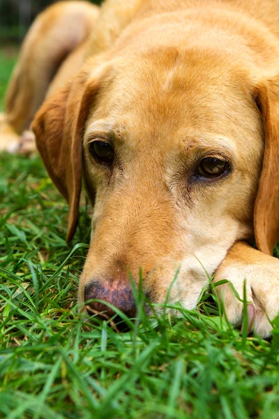 Sárga labrador Vizsla — Stock Fotó