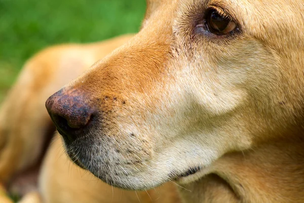 Sárga labrador Vizsla — Stock Fotó