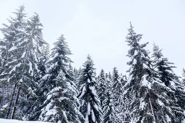 Paisaje invernal cerca del centro de esquí Vogel — Foto de Stock