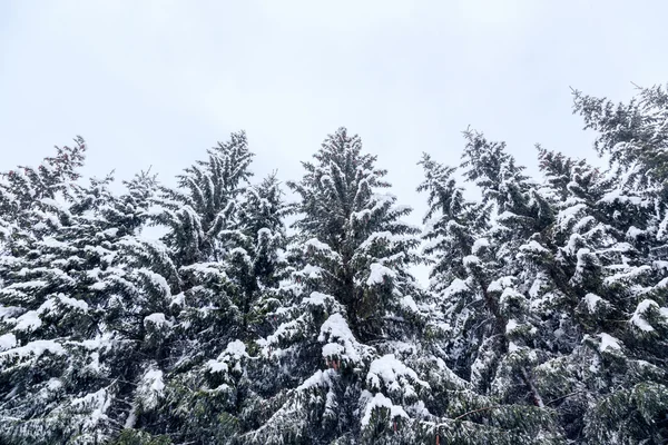 Paesaggio invernale vicino al centro sciistico Vogel — Foto Stock