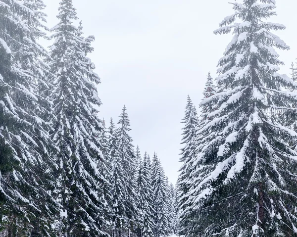 傅高义滑雪中心附近的冬季景观 — 图库照片