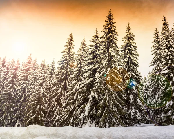 Paisaje invernal cerca del centro de esquí Vogel — Foto de Stock