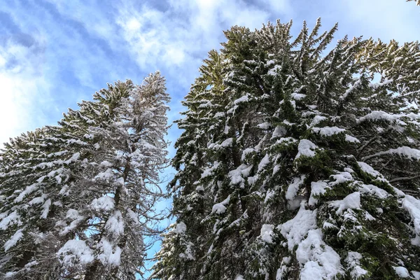 Paisagem de inverno perto do centro de esqui Vogel — Fotografia de Stock