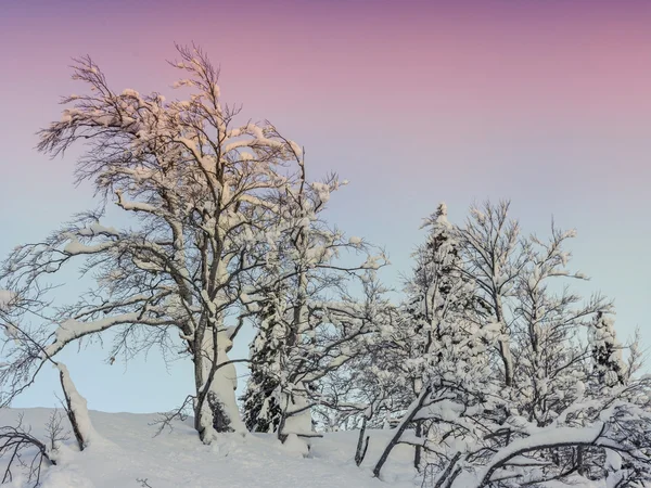 Paysage hivernal près du centre de ski Vogel — Photo