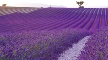 Lavanta alan yaz günbatımı manzara