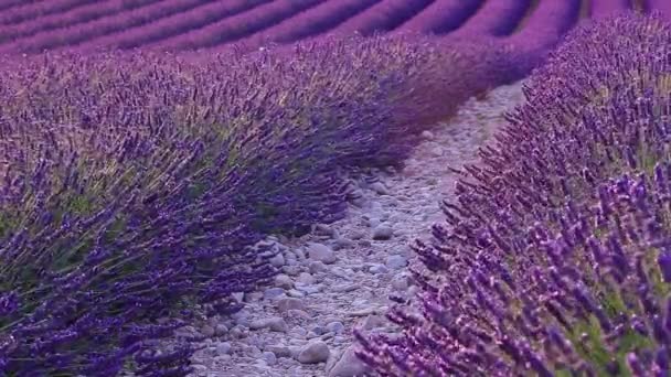 Lavendelfeld im Sommer in Valensole — Stockvideo