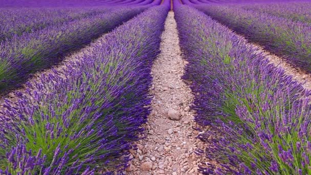 Lavender field in the summer in Valensole — Stock Video