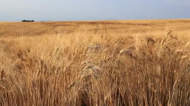 Pole pszenicy złotej i słoneczny dzień w pobliżu Valensole, Provance — Wideo stockowe