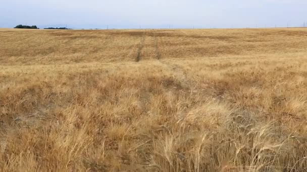 Goldenes Weizenfeld und sonniger Tag in der Nähe von Valensole, Provokation — Stockvideo