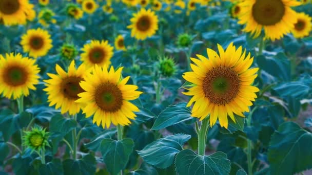Champ de tournesol en été à Valensole 