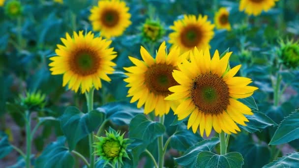 Champ de tournesol en été à Valensole 