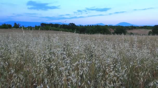 Landbouwgrond in de buurt van Valensole, Provance — Stockvideo