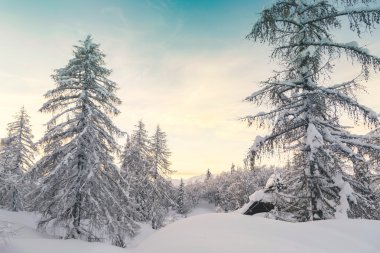 Winter forest in Julian Alps mountains clipart
