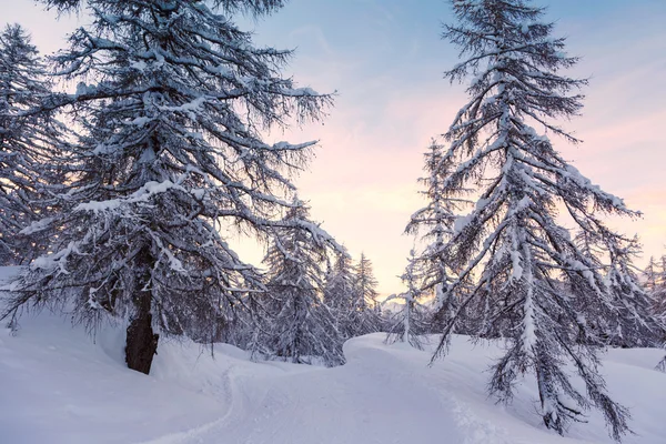 Winter forest in Julian Alps mountains — Stock Photo, Image