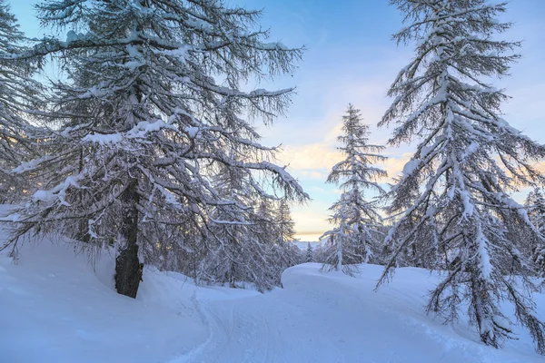 Winter forest in Julian Alpen bergen — Stockfoto