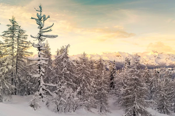 Bosque de invierno en los Alpes Julianos — Foto de Stock