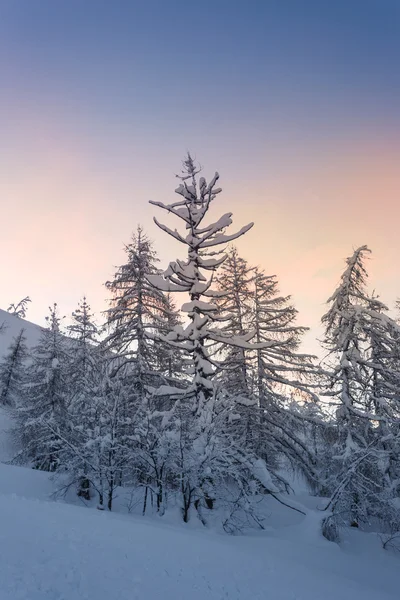 Beau paysage hivernal avec des arbres enneigés — Photo