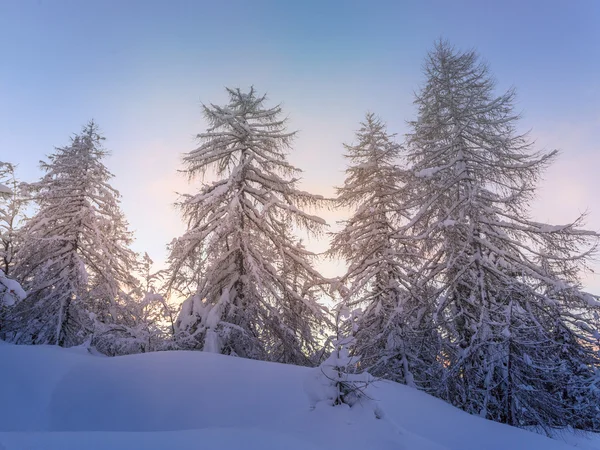 雪に覆われた木々の美しい冬の風景 — ストック写真