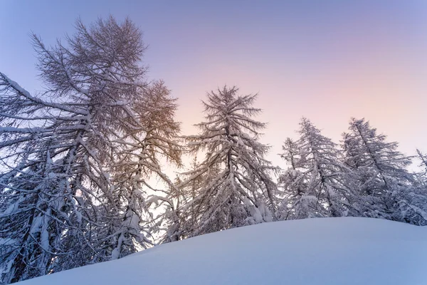 Зимний лес в горах Юлиана — стоковое фото