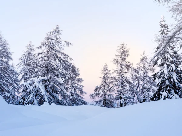 Zimowy Las w górach Julian Alps — Zdjęcie stockowe