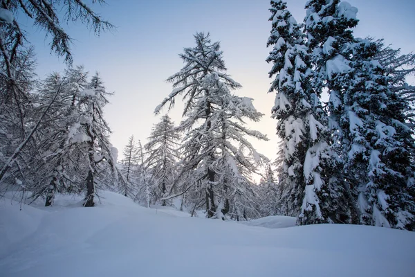 Bosco invernale nelle Alpi Giulie montagne — Foto Stock