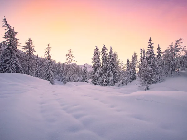 Prachtig winterlandschap met besneeuwde bomen — Stockfoto