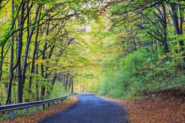Yol sonbahar kayın peyzaj