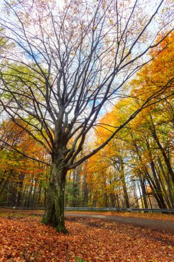 Sonbahar kayın ormanı düşmek