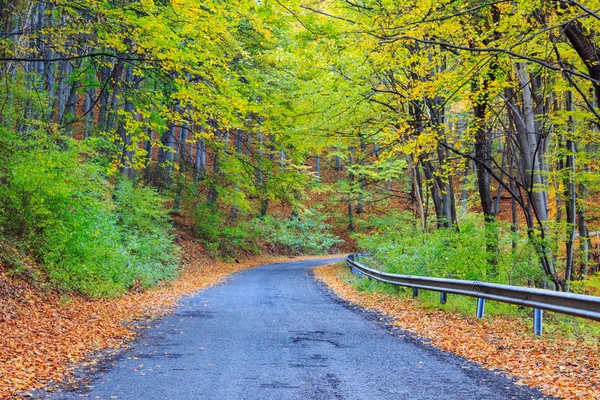 Strada in autunno paesaggio di faggio — Foto Stock