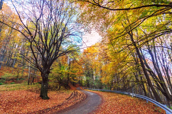 Road in herfst beuken landschap — Stockfoto