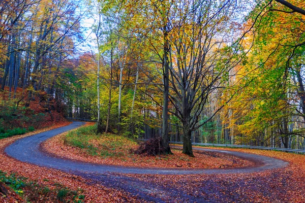 Road in herfst beuken landschap — Stockfoto