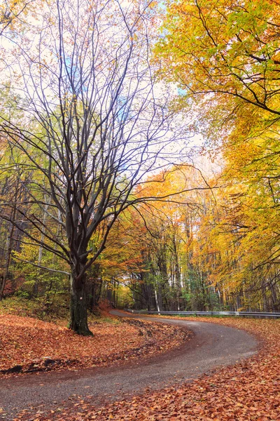 Дорога в осеннем буковом пейзаже — стоковое фото