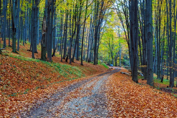 Пешеходная дорожка, извивающаяся через красочный лес — стоковое фото