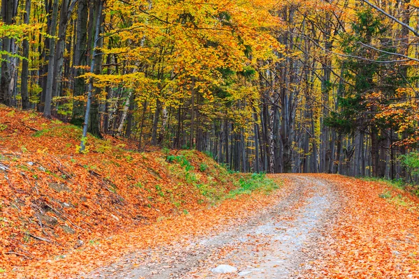 Sentiero tortuoso attraverso la foresta colorata — Foto Stock