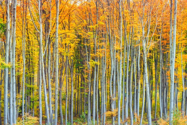 Őszi bükk esik erdő — Stock Fotó