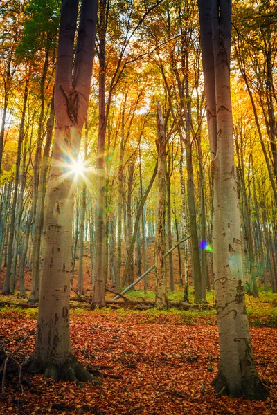 Otoño haya bosque de otoño —  Fotos de Stock