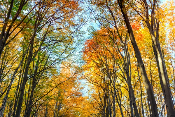 Hêtre d'automne forêt d'automne — Photo