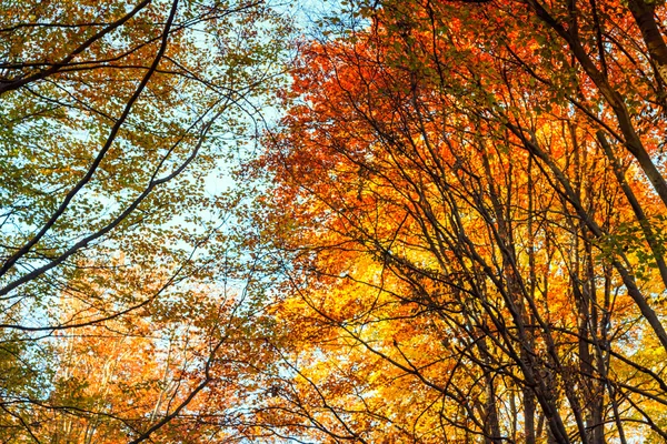 秋のブナの森を秋します。 — ストック写真