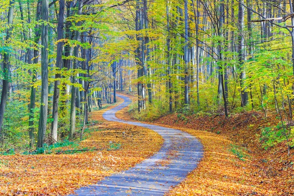 Пешеходная дорожка, извивающаяся через красочный лес — стоковое фото