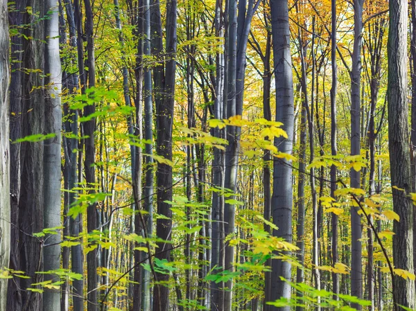 Herfst beuken vallen bos — Stockfoto