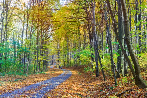 Sentiero tortuoso attraverso la foresta colorata — Foto Stock