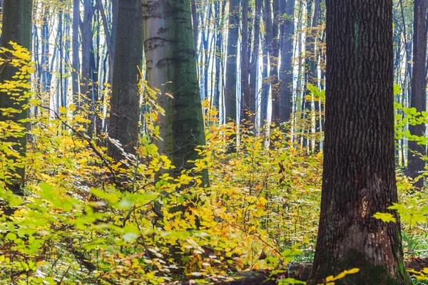 Herbstlicher Buchenwald — Stockfoto