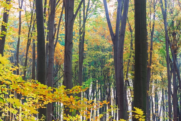 Autunno faggio foresta autunnale — Foto Stock